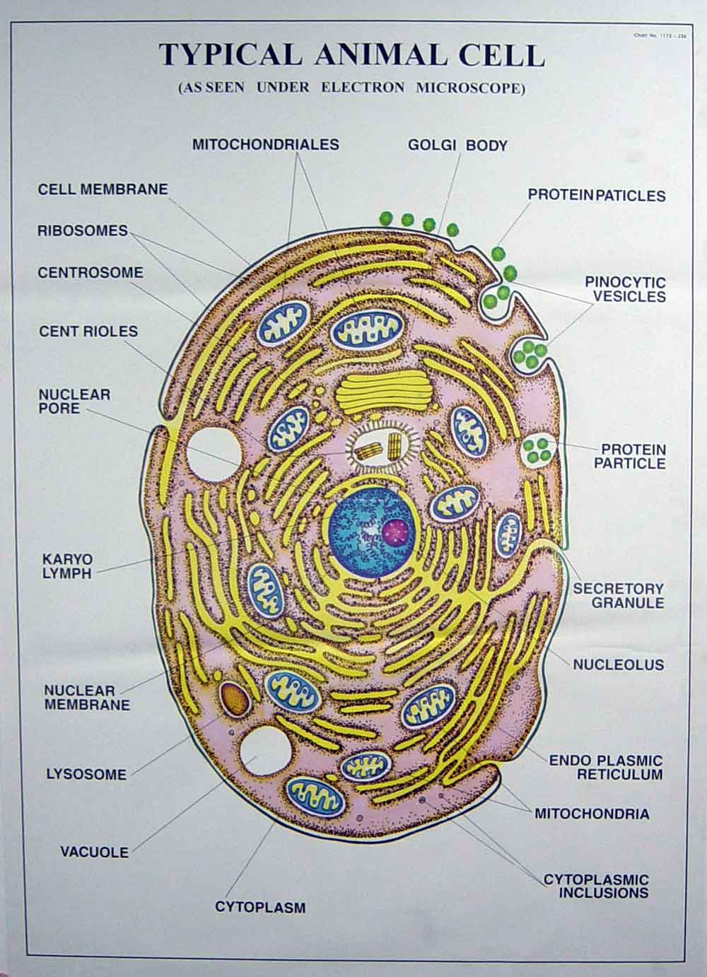Cell & Tissues