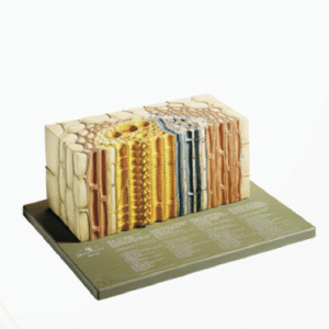 OPEN COLLATERAL VASCULAR BUNDLE OF A DICOTYLEDONOUS PLANT