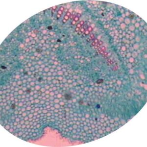 Meiosis Cell Division