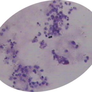 Mitosis Cell Division