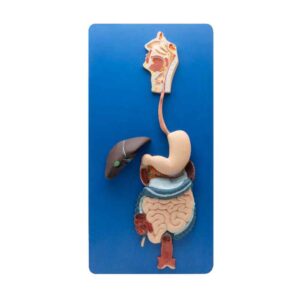 HUMAN DIGESTIVE SYSTEM MODEL - COMPACT SIZE